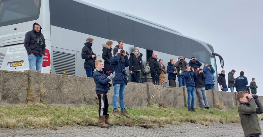 Boomvalk-natuurexcursie naar Zeeland 1 feb. 2025